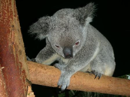 Info: Der Koala (Phascolarctos cinereus), auch Aschgrauer Beutelbr genannt, ist ein baumbewohnender Beutelsuger in Australien. Er wurde von dem Zoologen Georg August Goldfu im Jahre 1817 beschrieben. Er ist neben dem Knguru das am weitesten verbreitete Symbol Australiens. Quelle: www.wikipedia.de